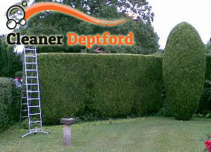 Hedge Maintenance Deptford